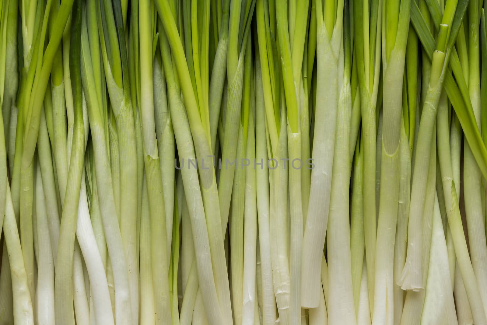 leaves of green fresh onion close-up