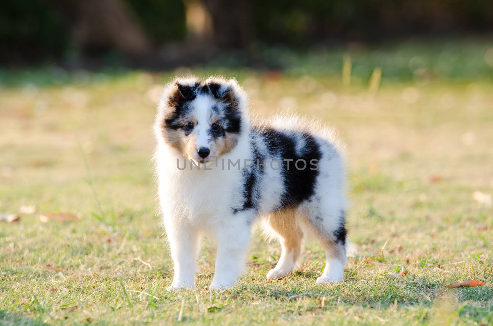 Shetland Sheepdog puppy standing on grass field.