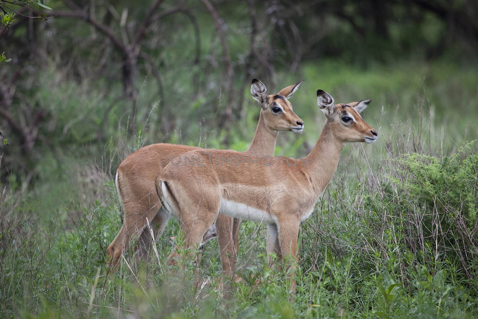 Two baby Impalas standing in the grass