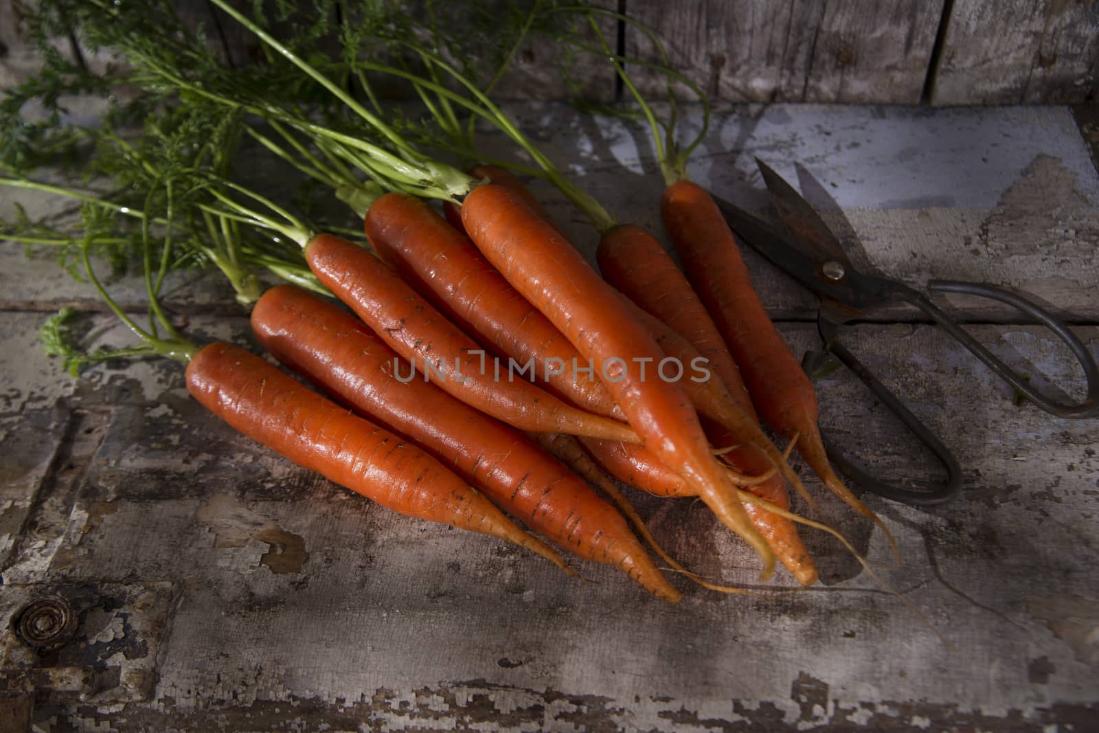 Presentation of a fresh bunch of carrots hanging by a thread
