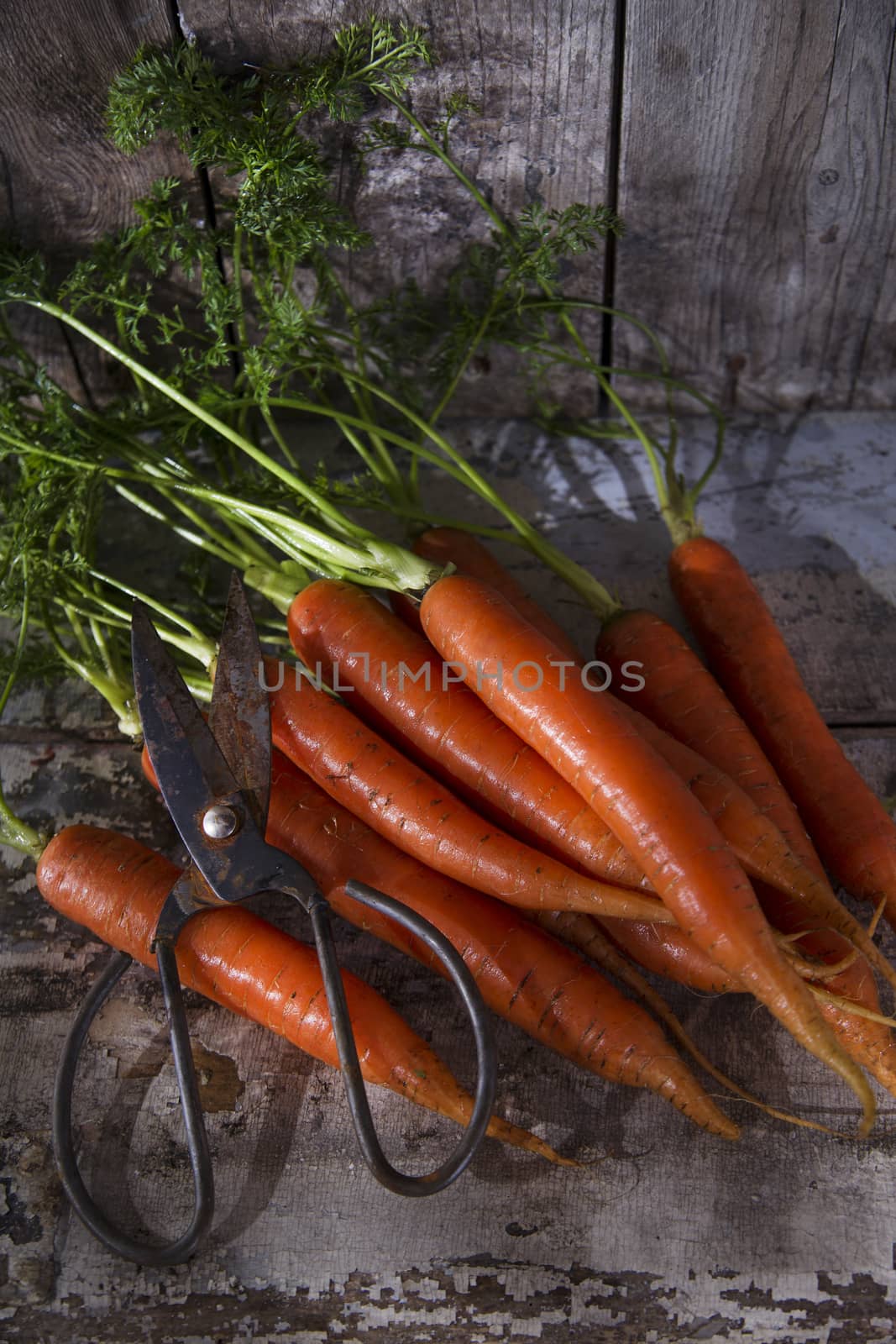 Presentation of a fresh bunch of carrots hanging by a thread
