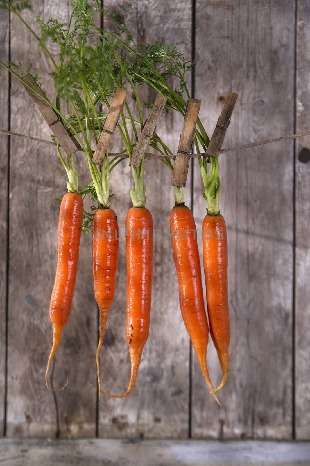 Presentation of a fresh bunch of carrots hanging by a thread
