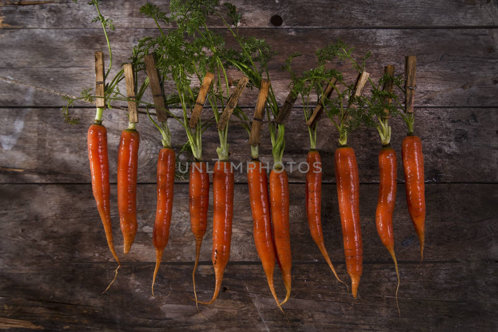 Presentation of a fresh bunch of carrots hanging by a thread
