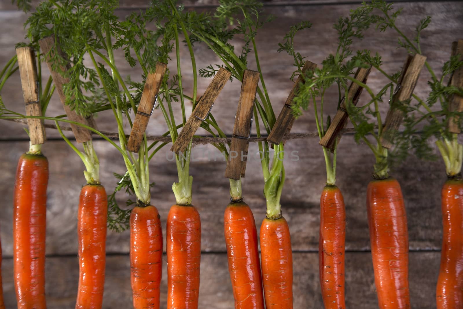 Presentation of a fresh bunch of carrots hanging by a thread
