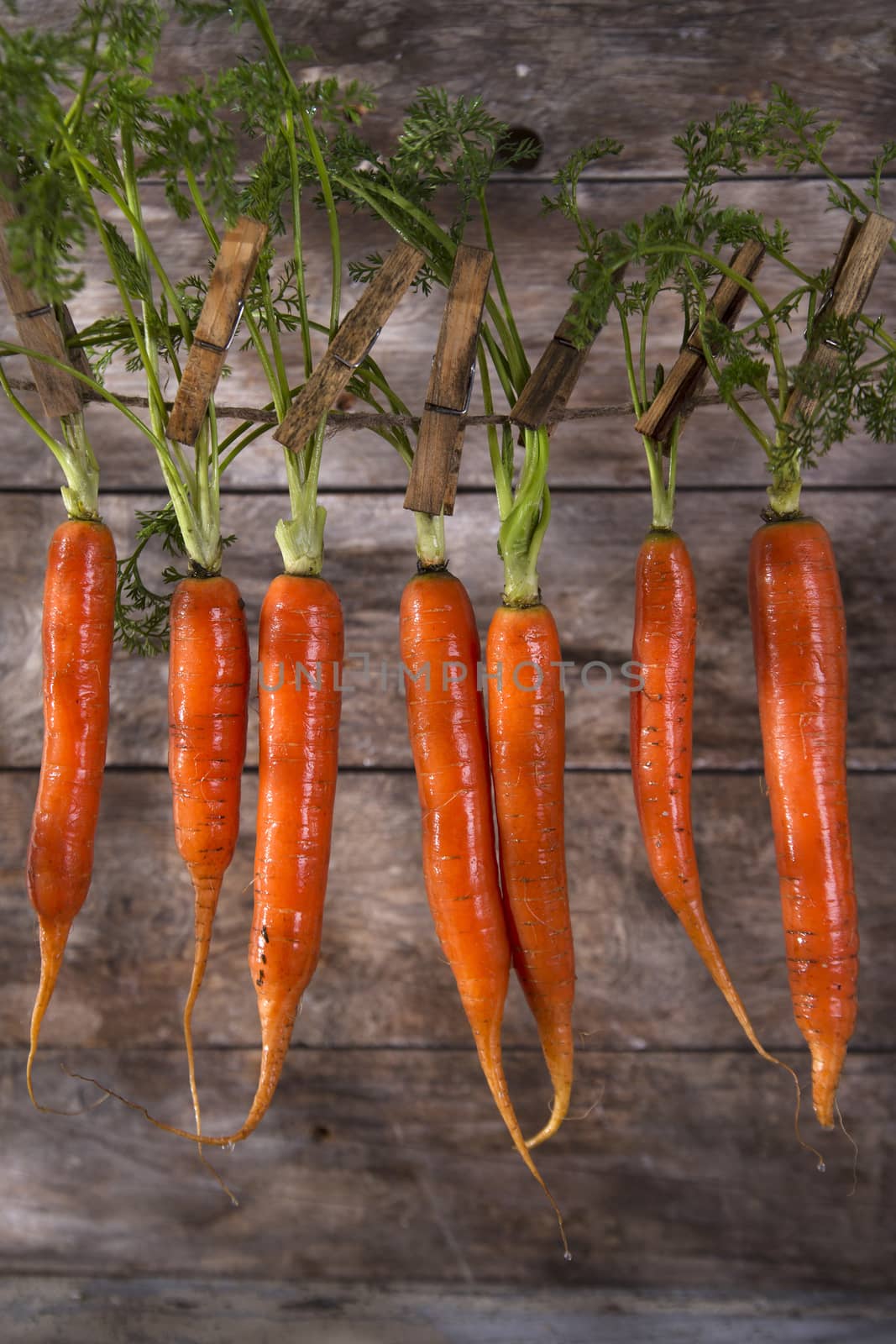 Presentation of a fresh bunch of carrots hanging by a thread
