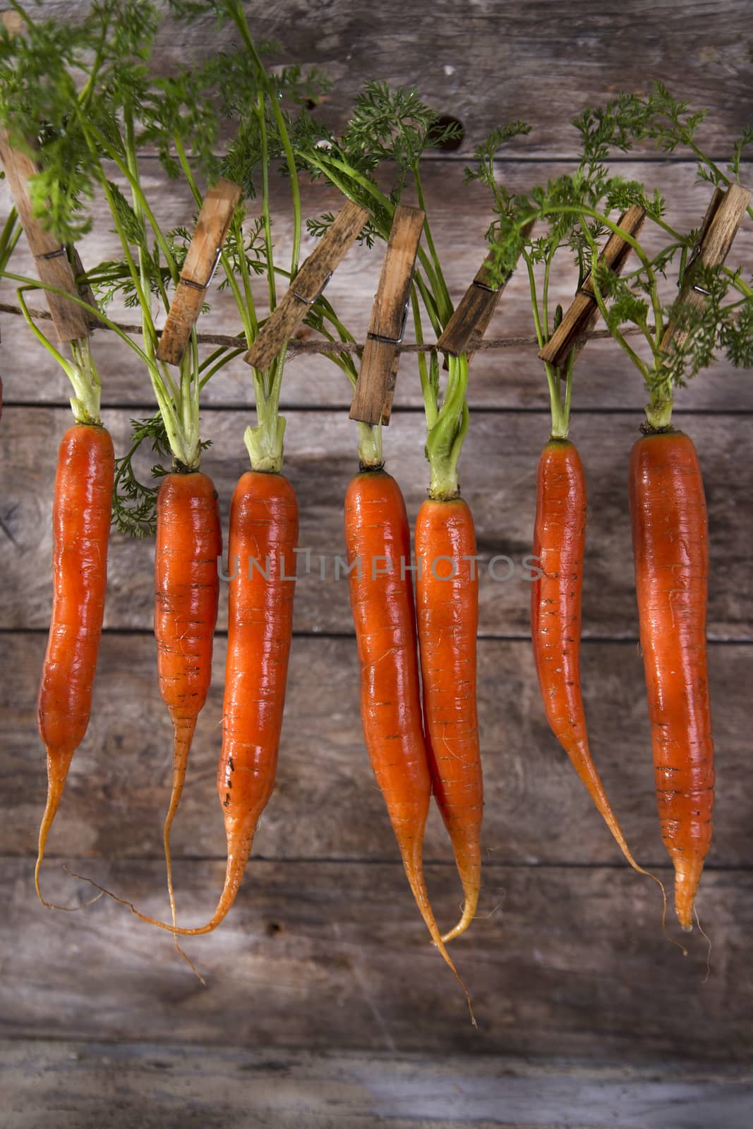 Presentation of a fresh bunch of carrots hanging by a thread
