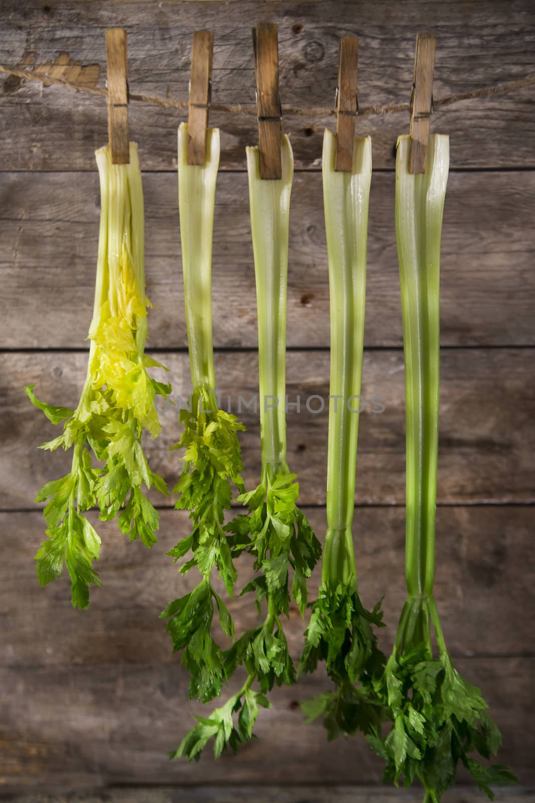 Product of the garden, fresh celery ready for use in the kitchen