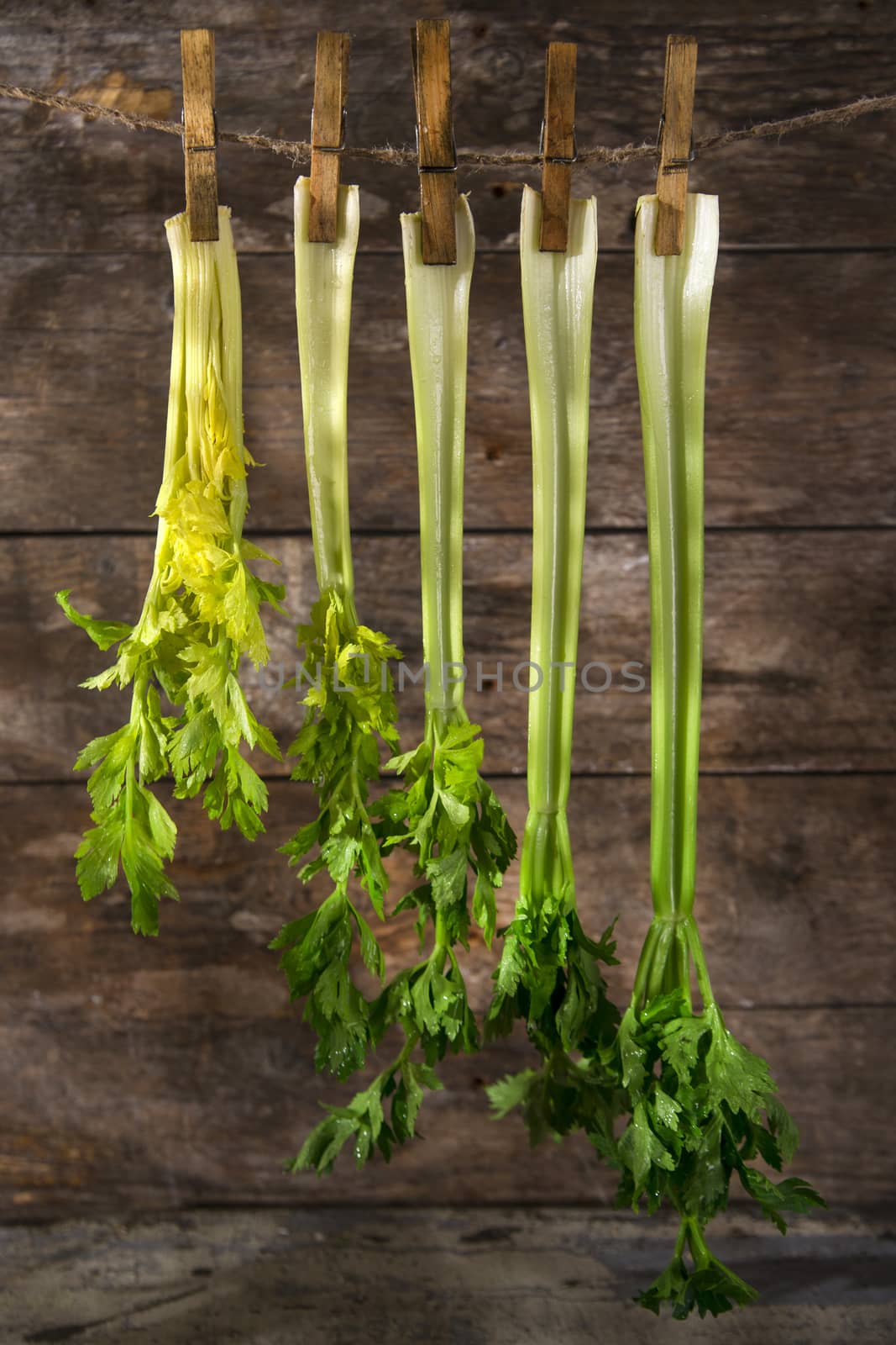 Product of the garden, fresh celery ready for use in the kitchen