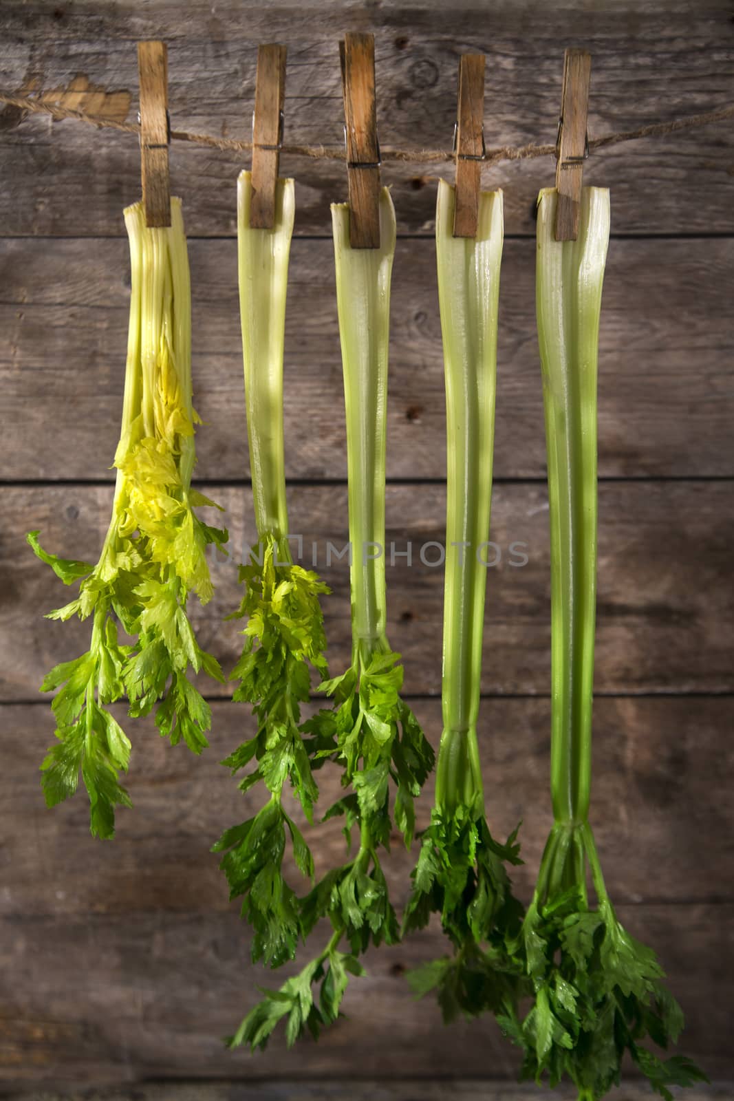 Product of the garden, fresh celery ready for use in the kitchen