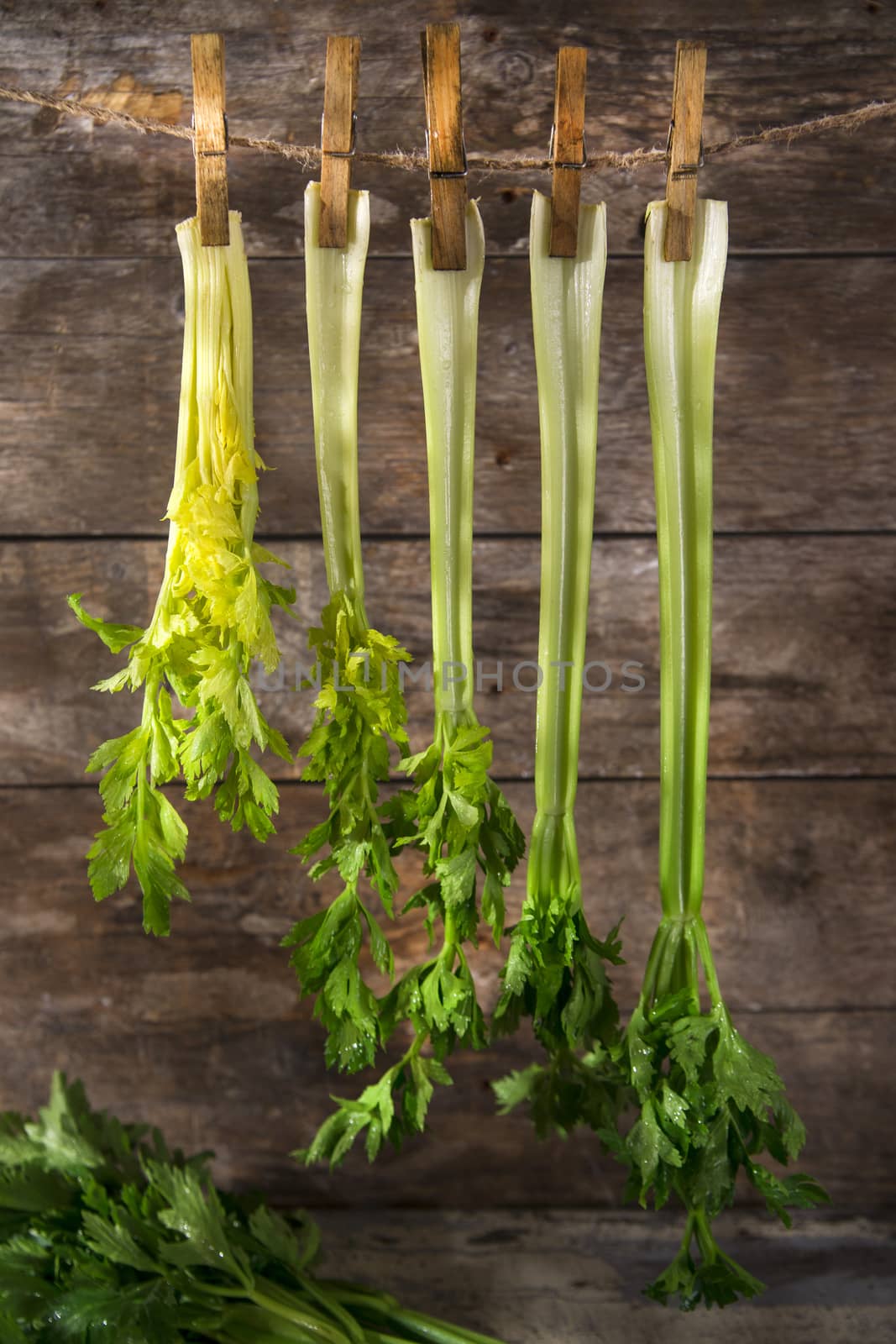 Product of the garden, fresh celery ready for use in the kitchen