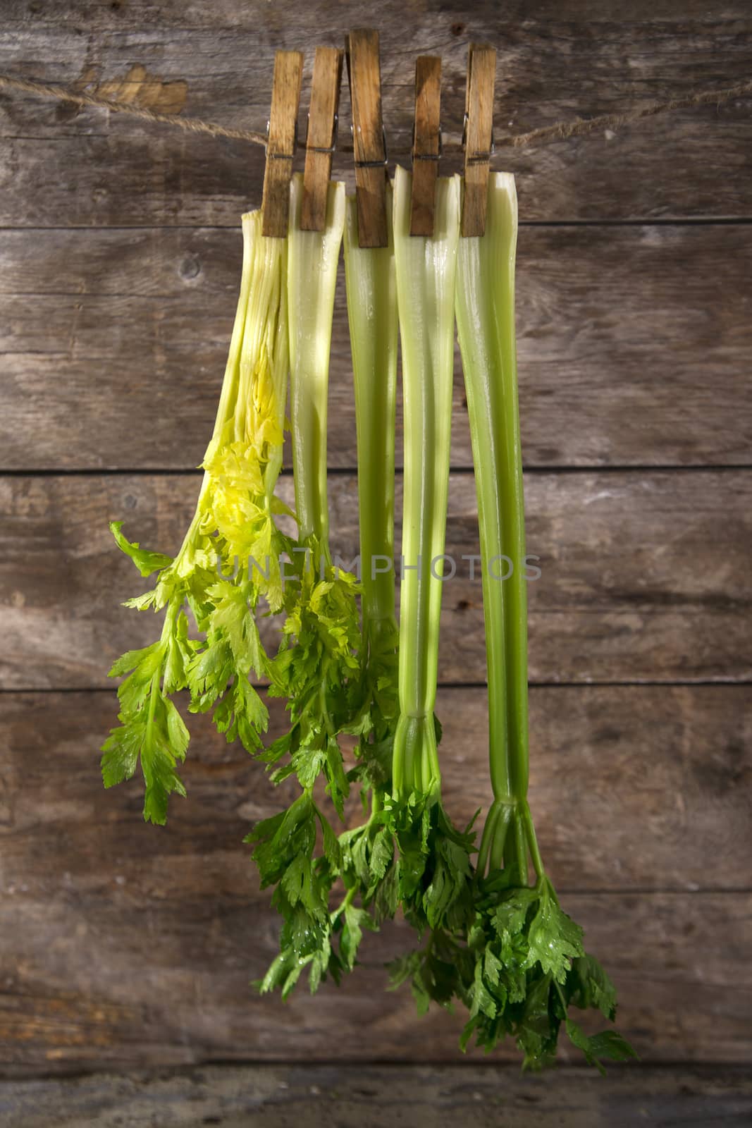 Fresh celery by fotografiche.eu