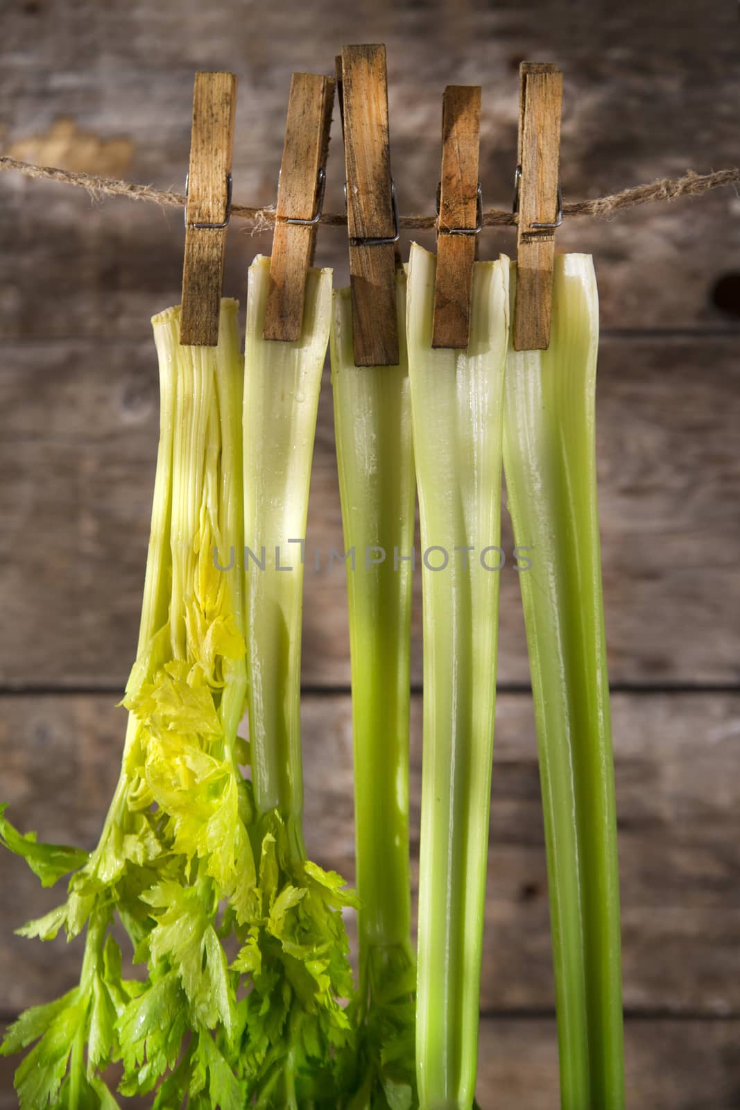 Product of the garden, fresh celery ready for use in the kitchen