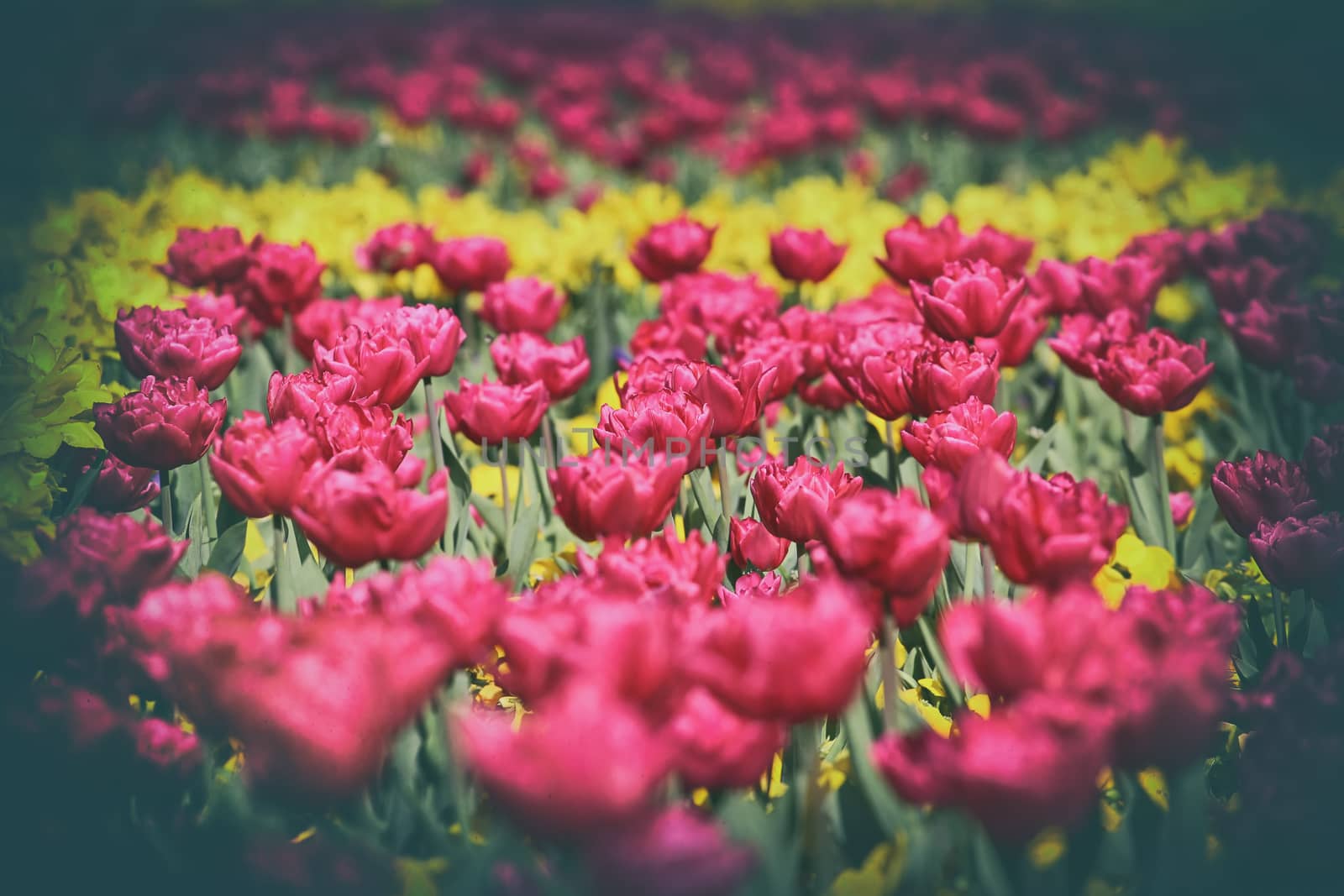 Spring meadow with pink and yellow tulips (vintage photo)