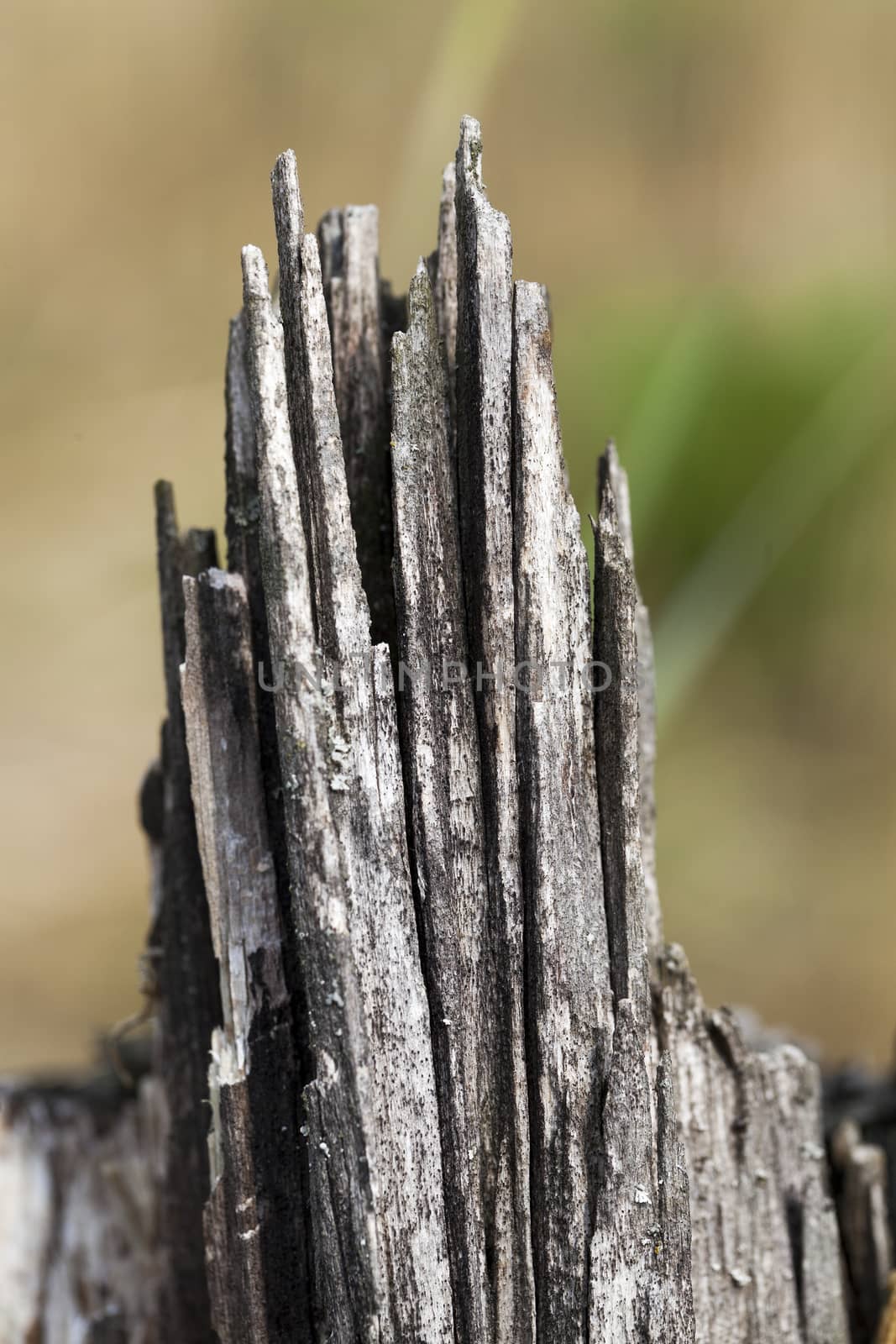 photographed close-up of an old fracture of the tree, a small depth of field