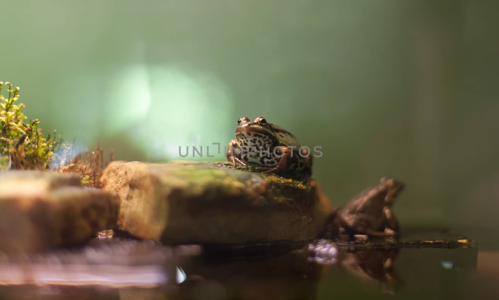 Frog tropical reptile amasonia jungles animal by desant7474