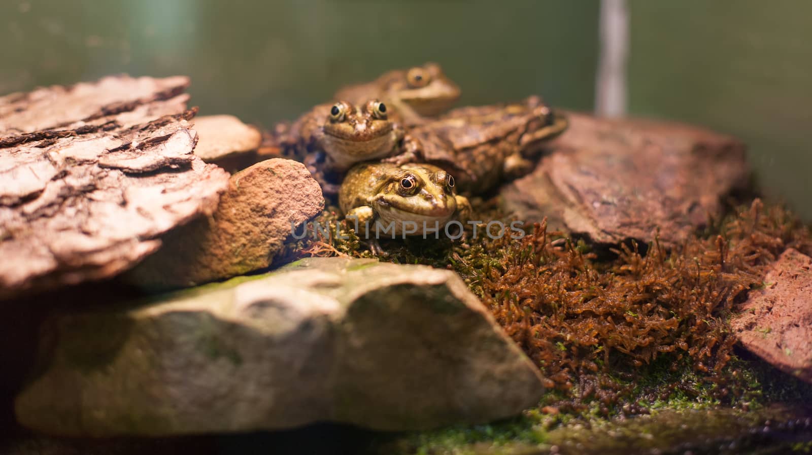 Frog tropical reptile amasonia jungles animal by desant7474