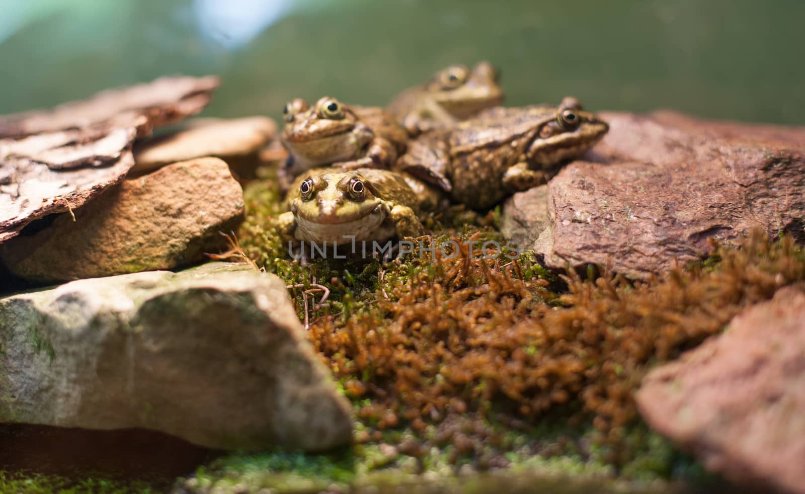 Frog tropical reptile amasonia jungles animal by desant7474