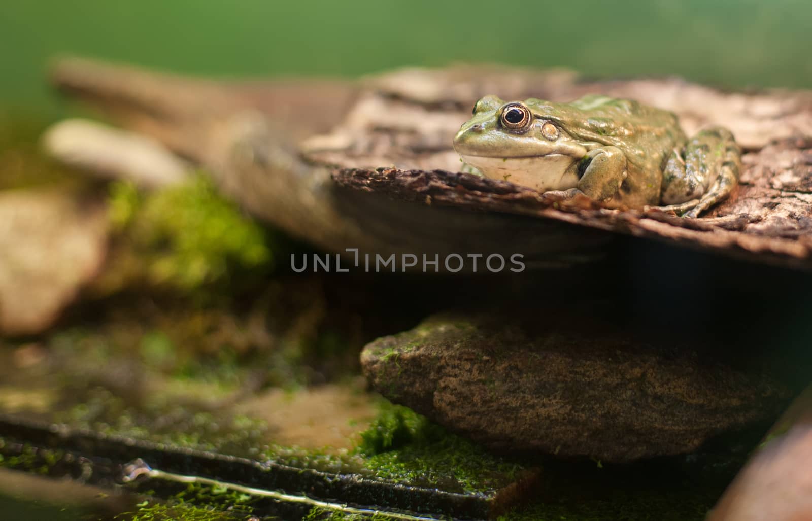 Frog tropical reptile amasonia jungles animal by desant7474