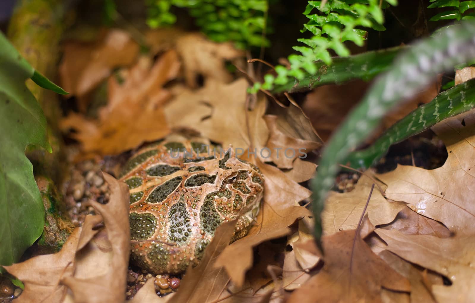 Frog tropical reptile amasonia jungles animal by desant7474