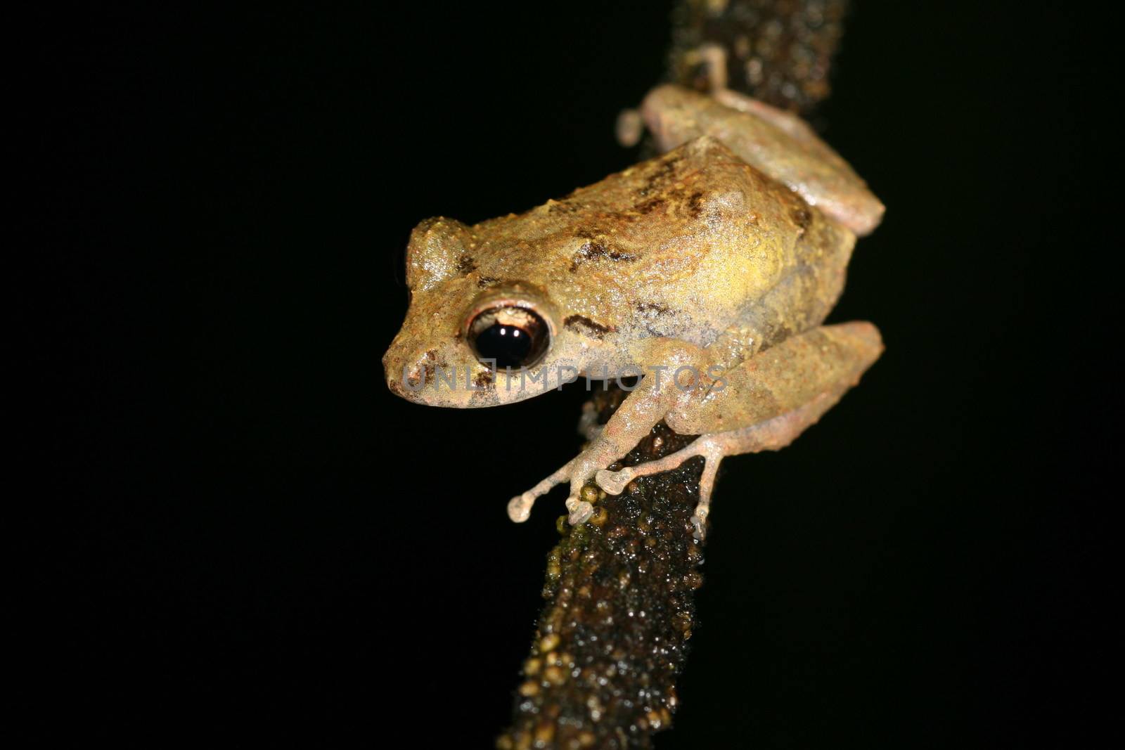 Frog tropical reptile amasonia jungles animal by desant7474