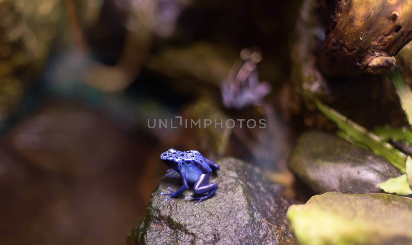 Frog tropical reptile amasonia jungles animal by desant7474