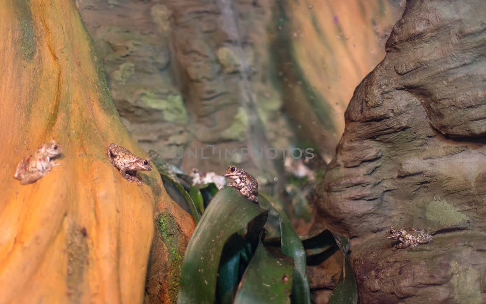 Frog tropical reptile amasonia jungles animal by desant7474