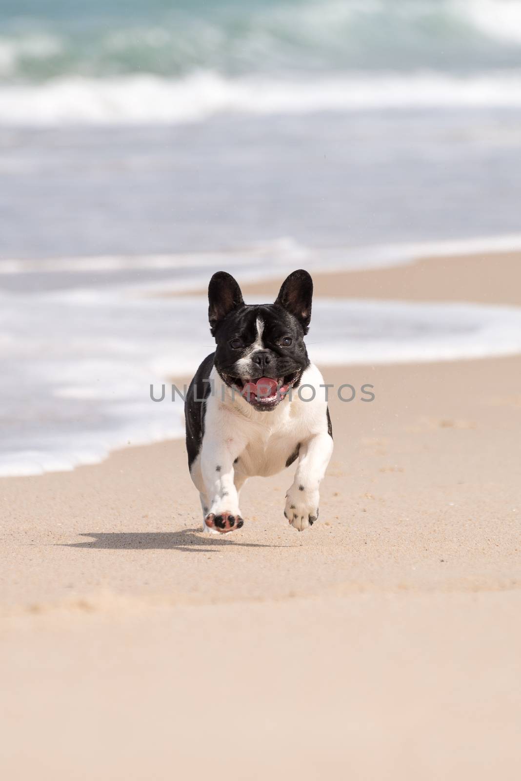 French bulldog on the beach by homydesign