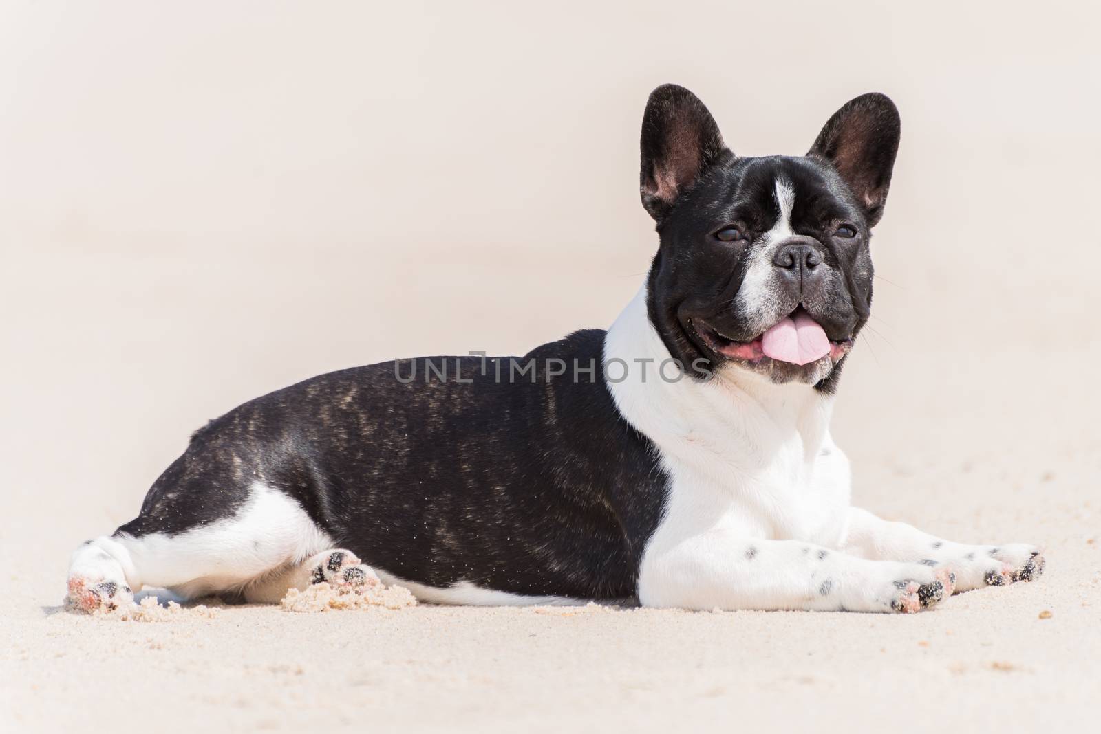 French bulldog on the beach by homydesign