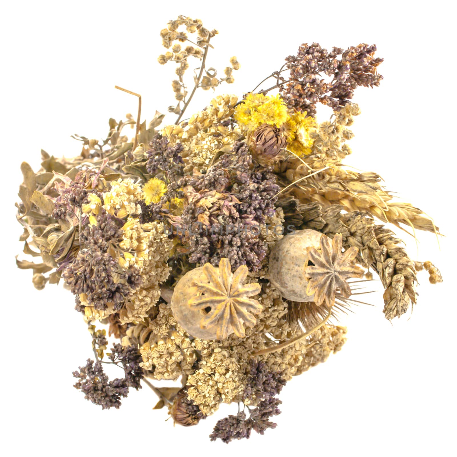 bouquet of dried flowers, isolated on white background by uvisni