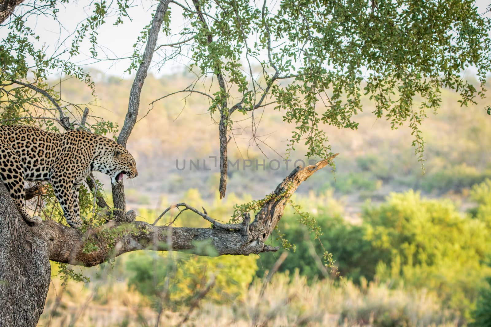 Leopard in a tree in the Kruger National Park. by Simoneemanphotography