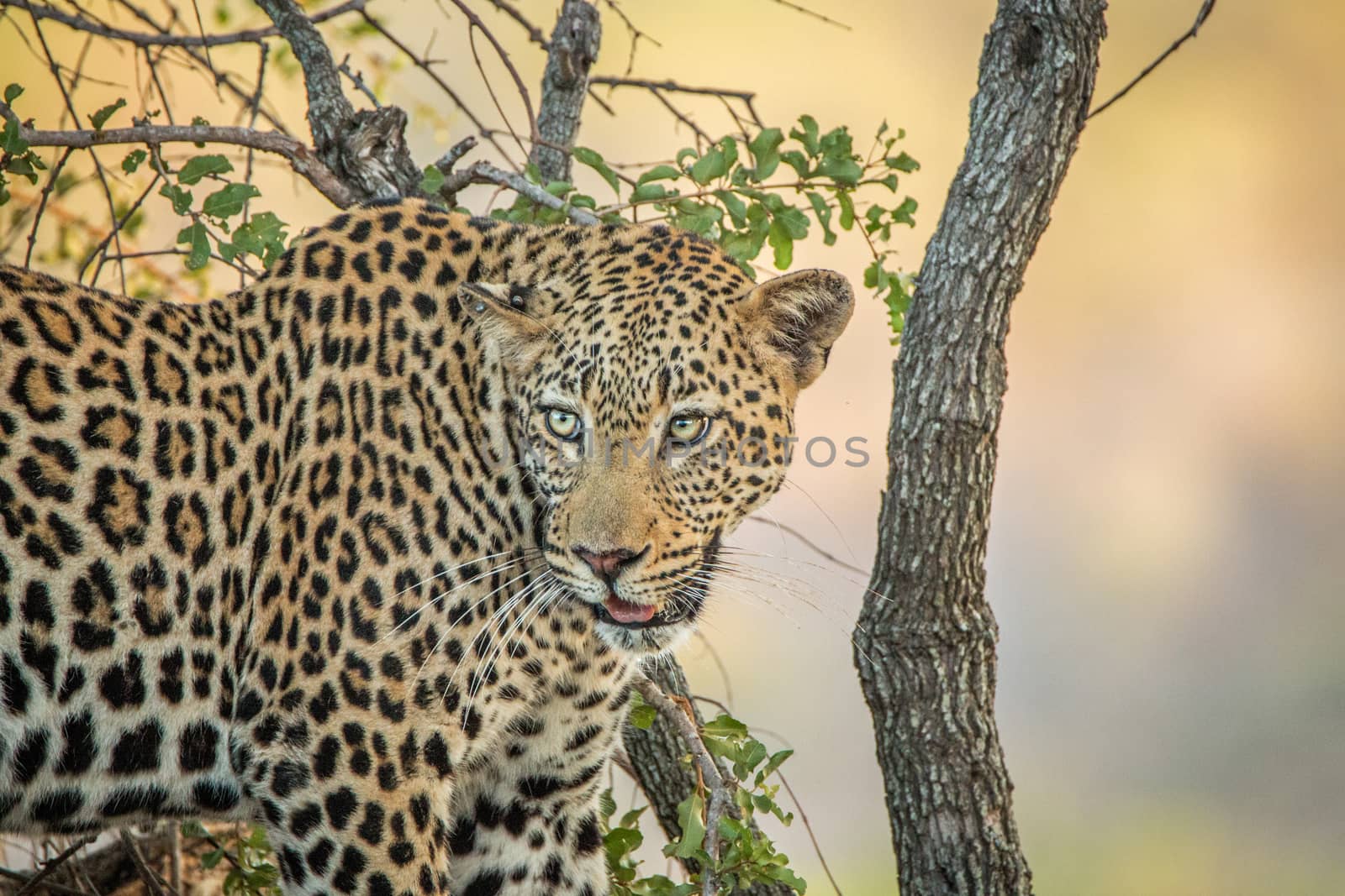 Leopard in a tree in the Kruger National Park. by Simoneemanphotography