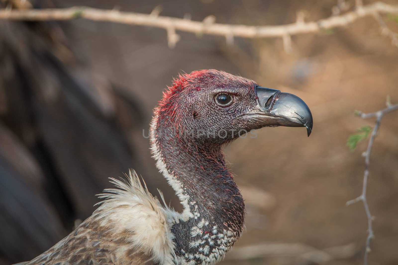 Bloody White-backed vulture in the Kruger National Park. by Simoneemanphotography