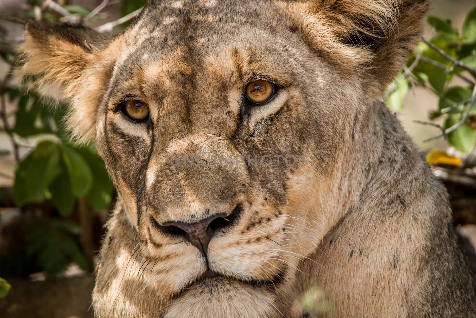 Grumpy Lioness in the Kruger National Park, South Africa.