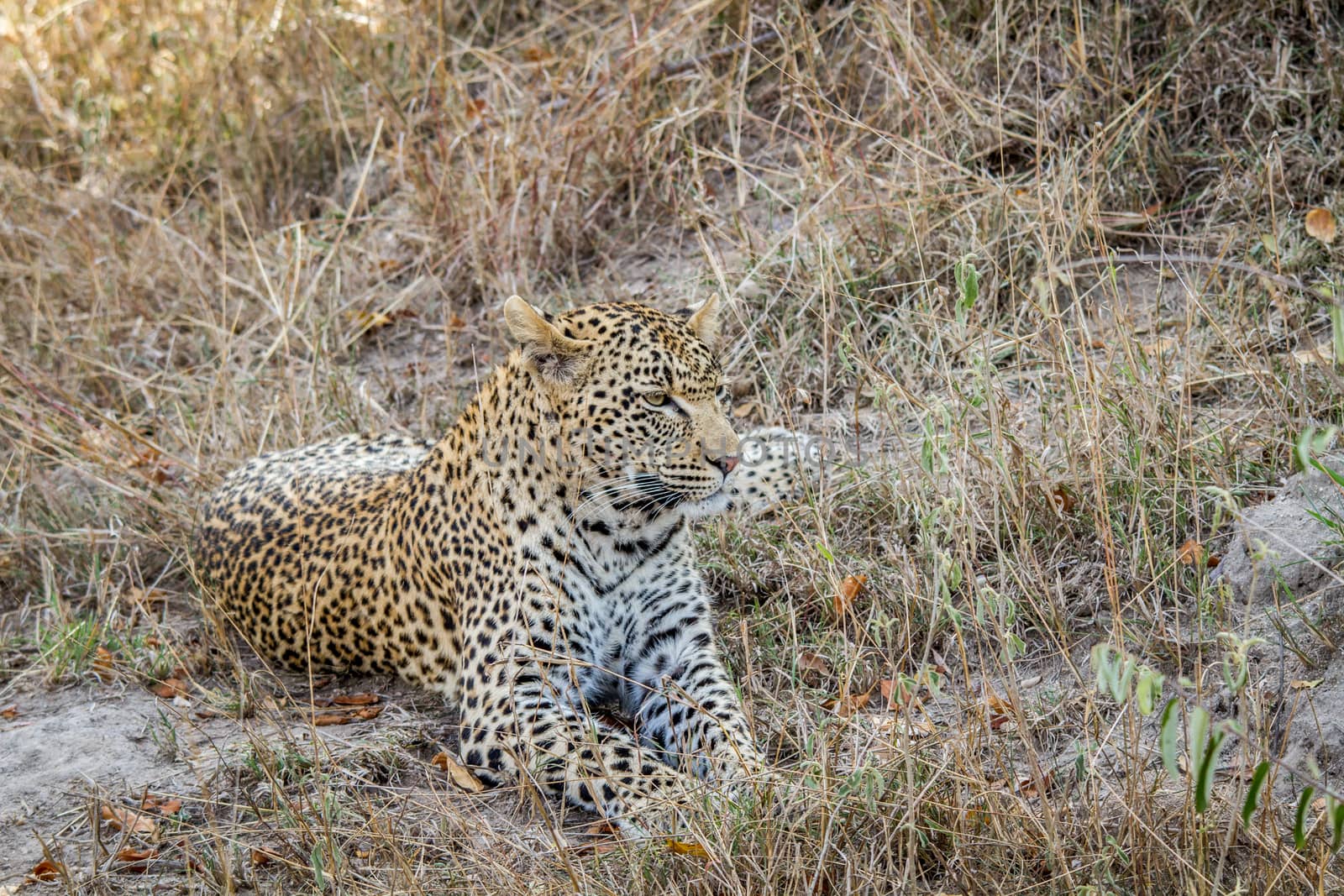 Leopard laying in the grass in the Sabi Sands. by Simoneemanphotography