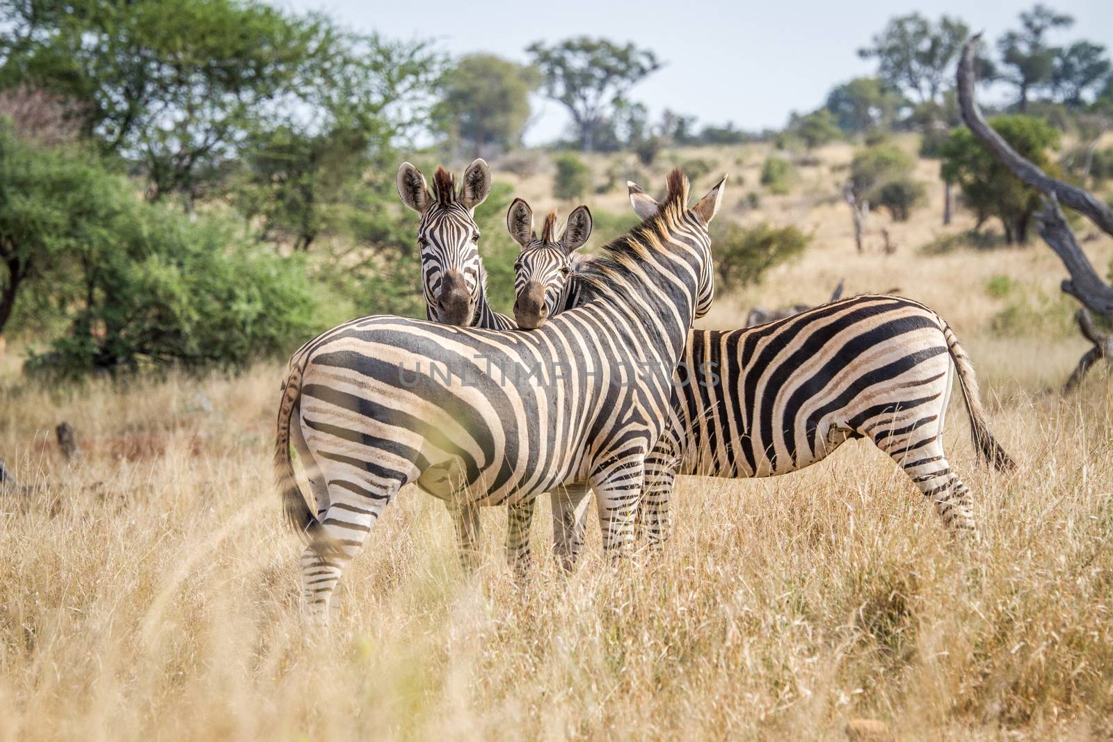 Bonding Zebras in the Kruger National Park, South Africa.