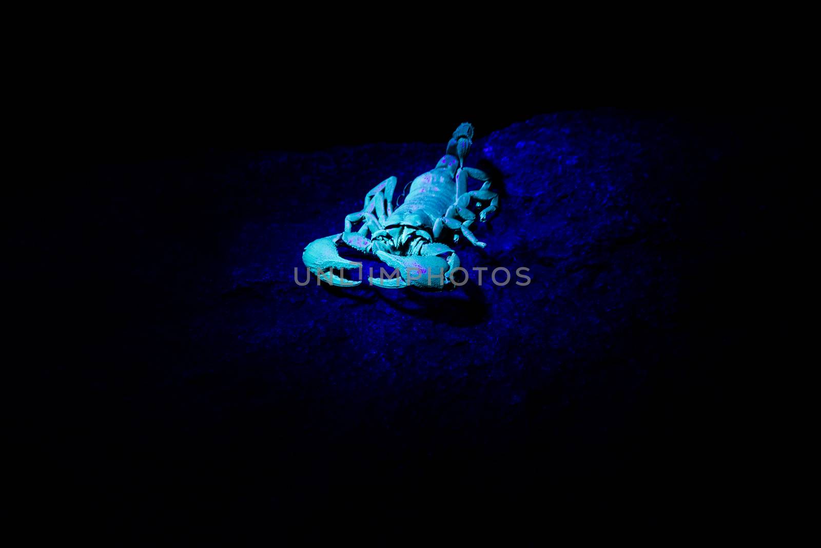 Scorpion in an UV light, South Africa.