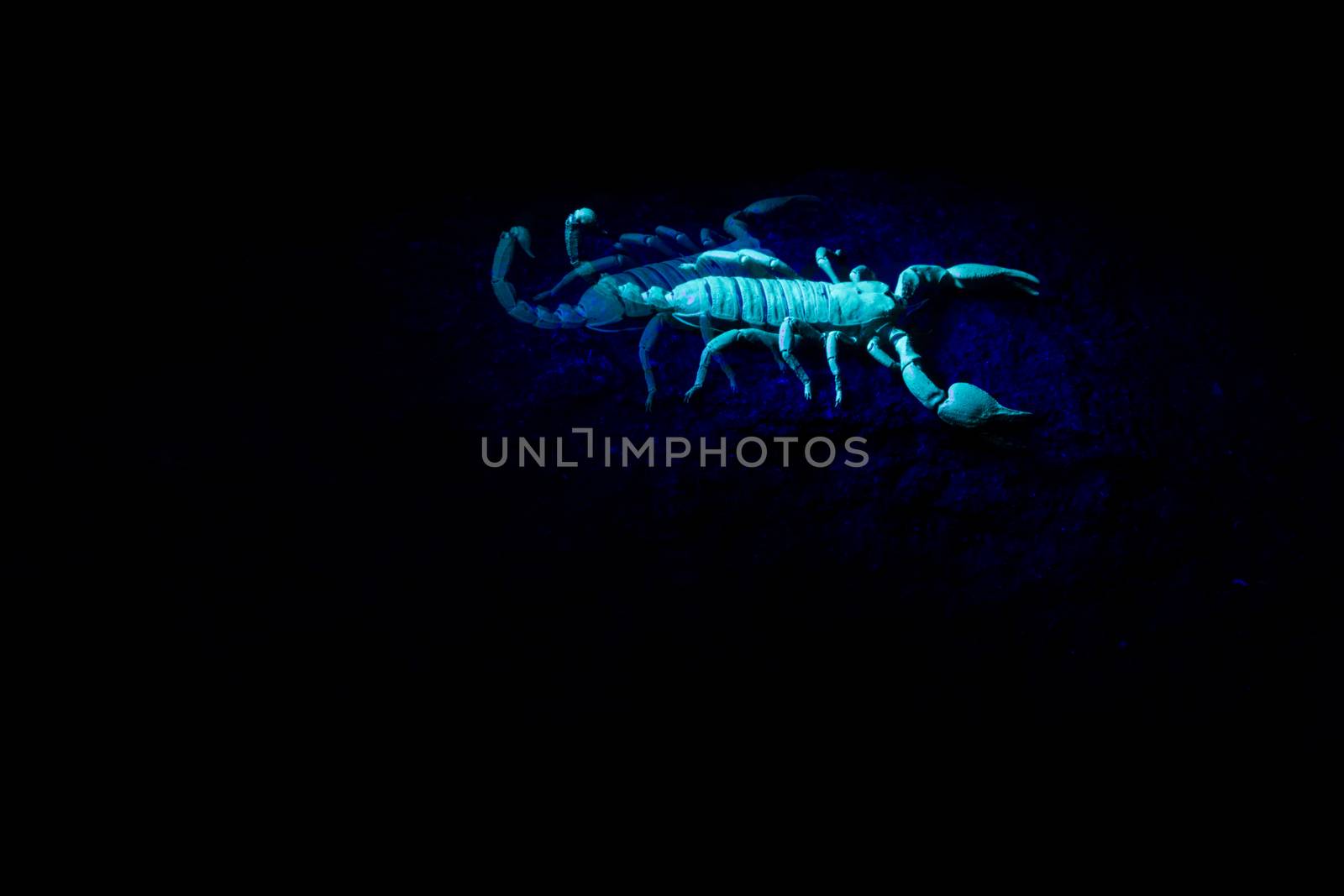 Scorpion in an UV light with his reflection, South Africa.