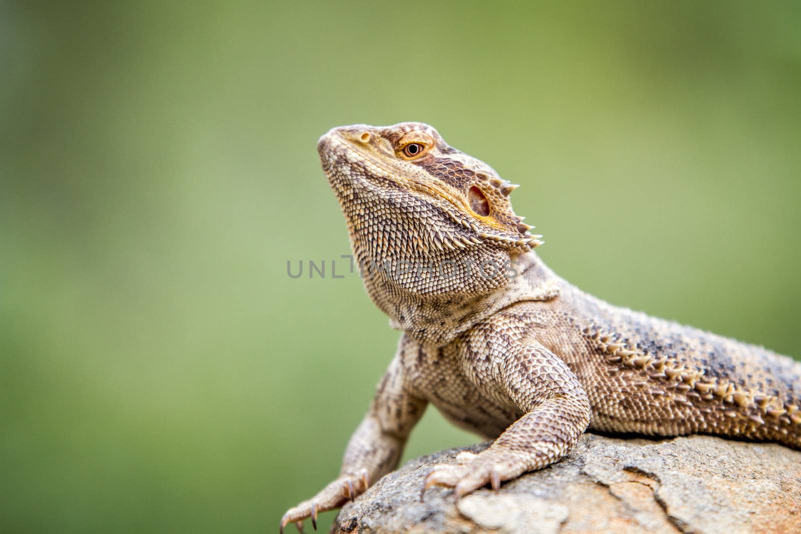 Bearded dragon on a rock. by Simoneemanphotography