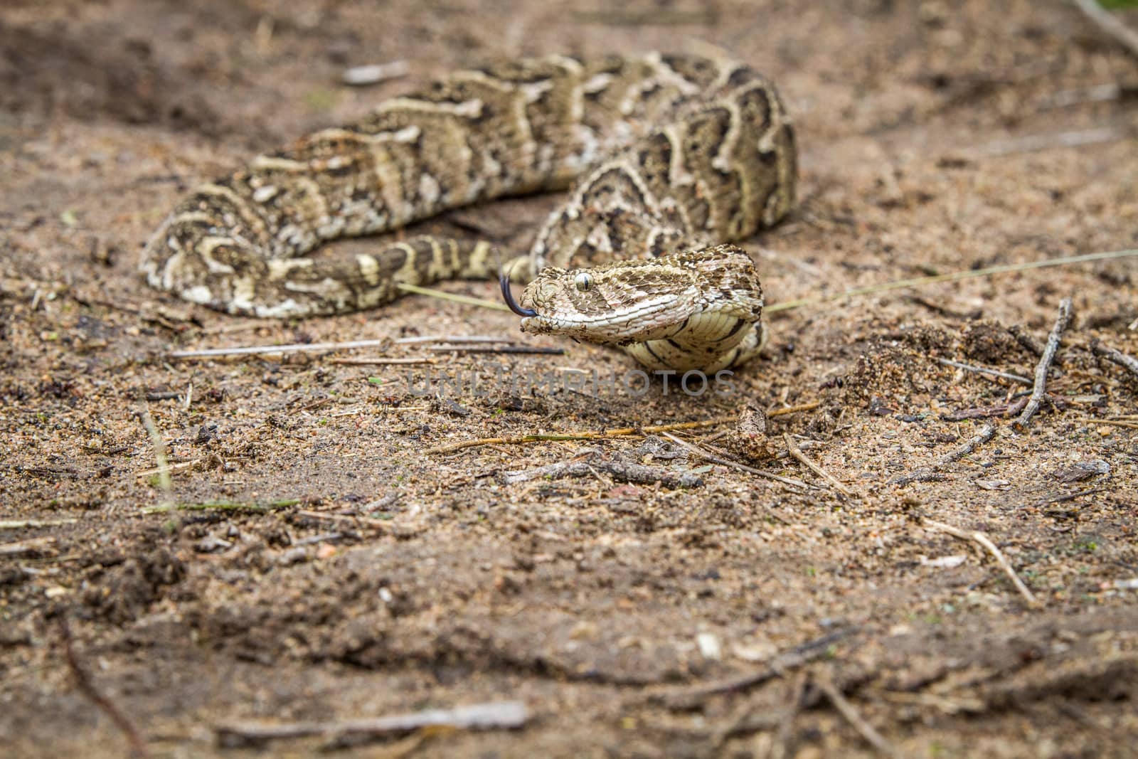 Puff adder on the ground. by Simoneemanphotography