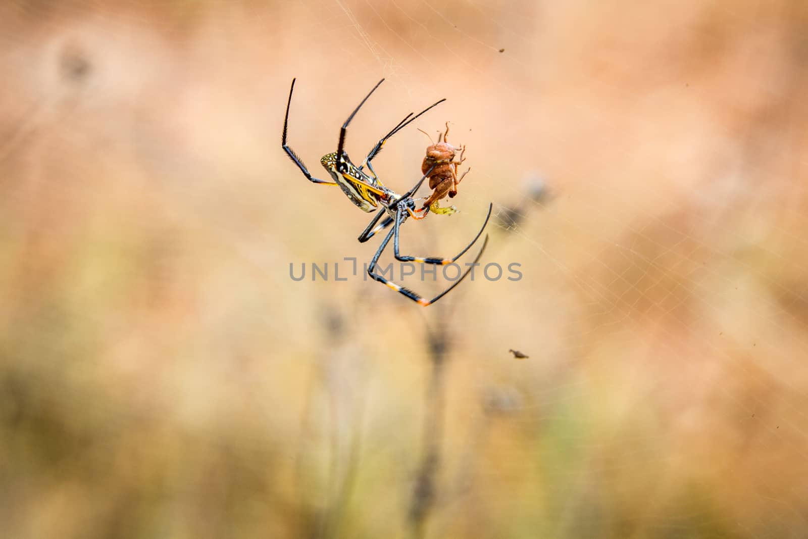 Female Golden-orb spider in her web with a prey in the Selati Game Reserve, South Africa.