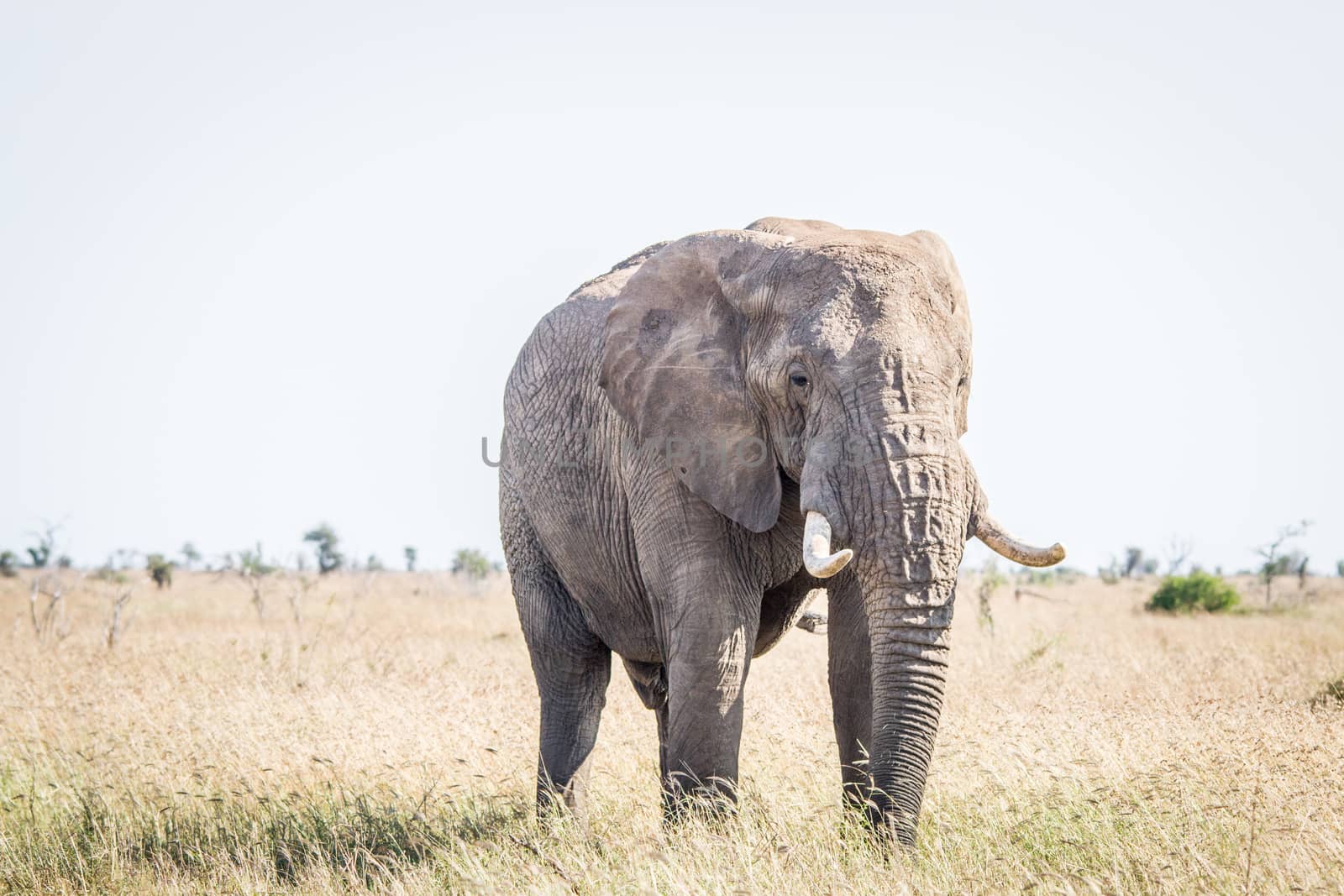 Elephant in the grass in the Kruger National Park. by Simoneemanphotography