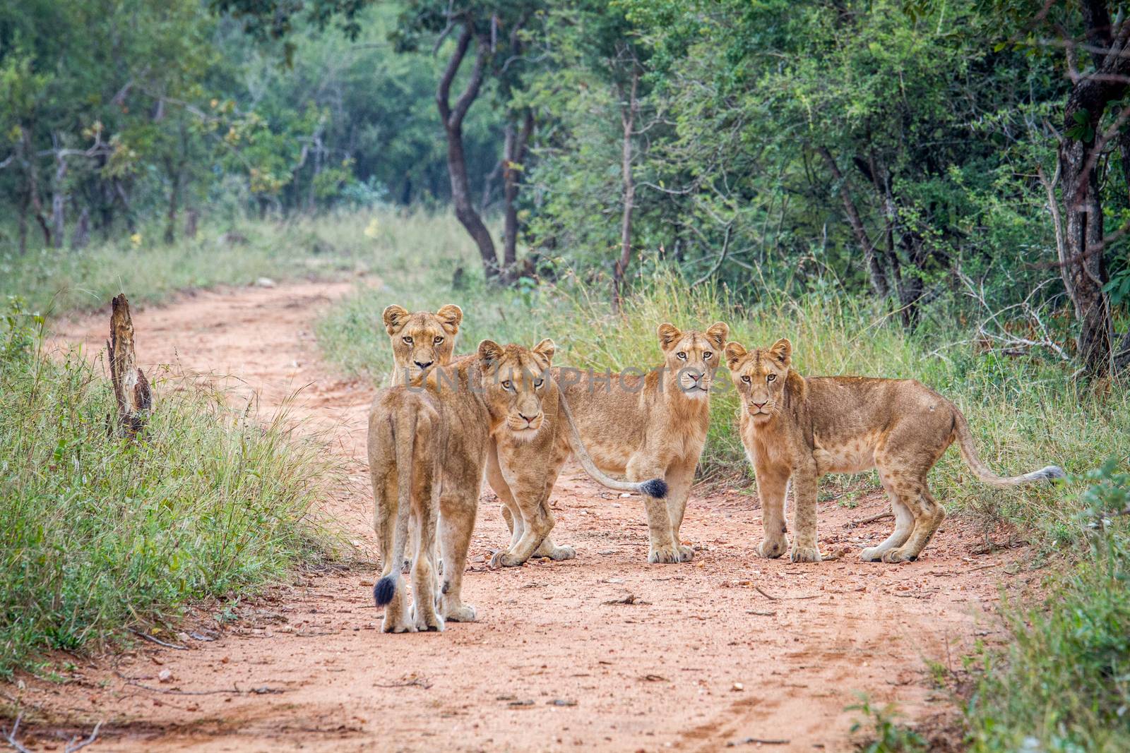 Starring group of young Lions in the Kapama Game Reserve. by Simoneemanphotography