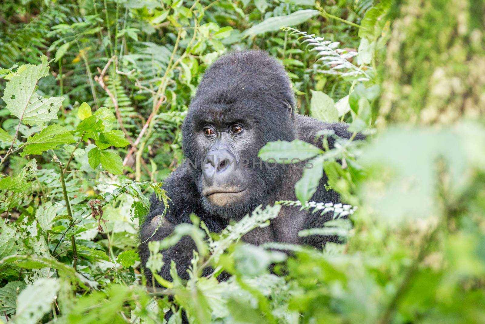 Starring SIlverback Mountain gorilla in the Virunga National Park. by Simoneemanphotography