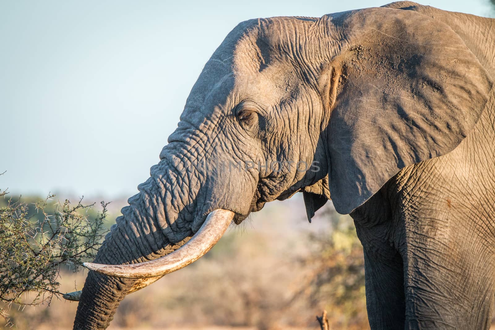 Side profile of an Elephant in the Kruger National Park. by Simoneemanphotography