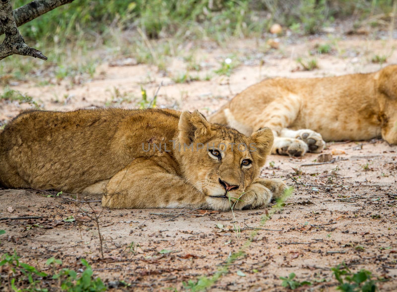 Laying Lion cub in the Kapama Game Reserve, South Africa.
