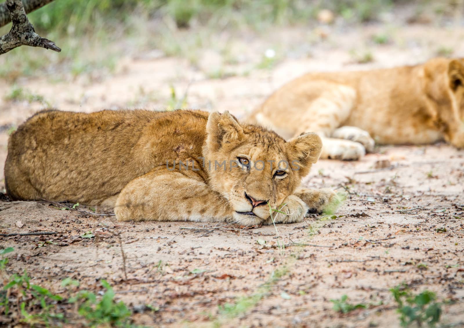 Laying Lion cub in the Kapama Game Reserve. by Simoneemanphotography