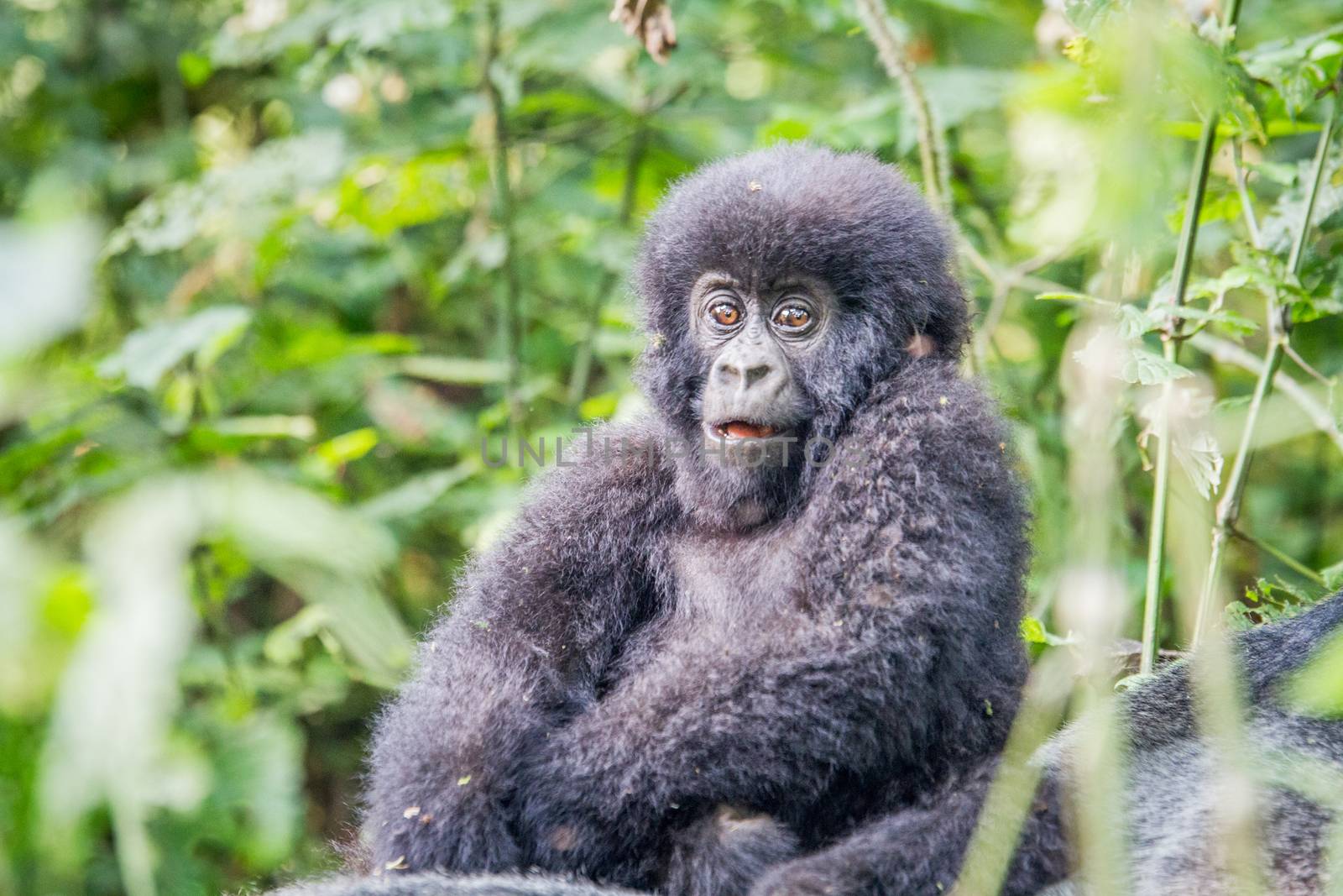 Baby Mountain gorilla in the Virunga National Park, Democratic Republic Of Congo.