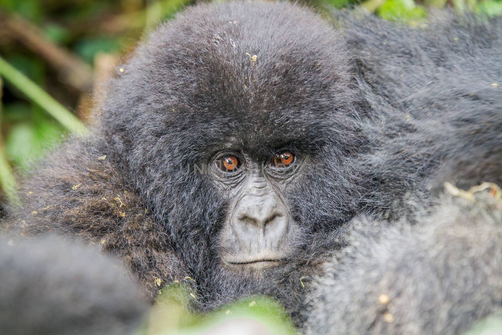 Baby Mountain gorilla in the Virunga National Park, Democratic Republic Of Congo.