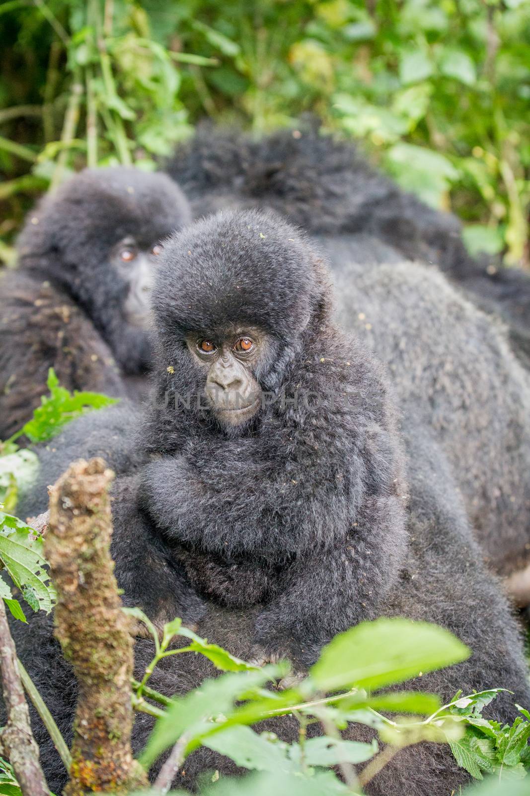 Baby Mountain gorilla in the Virunga National Park, Democratic Republic Of Congo.