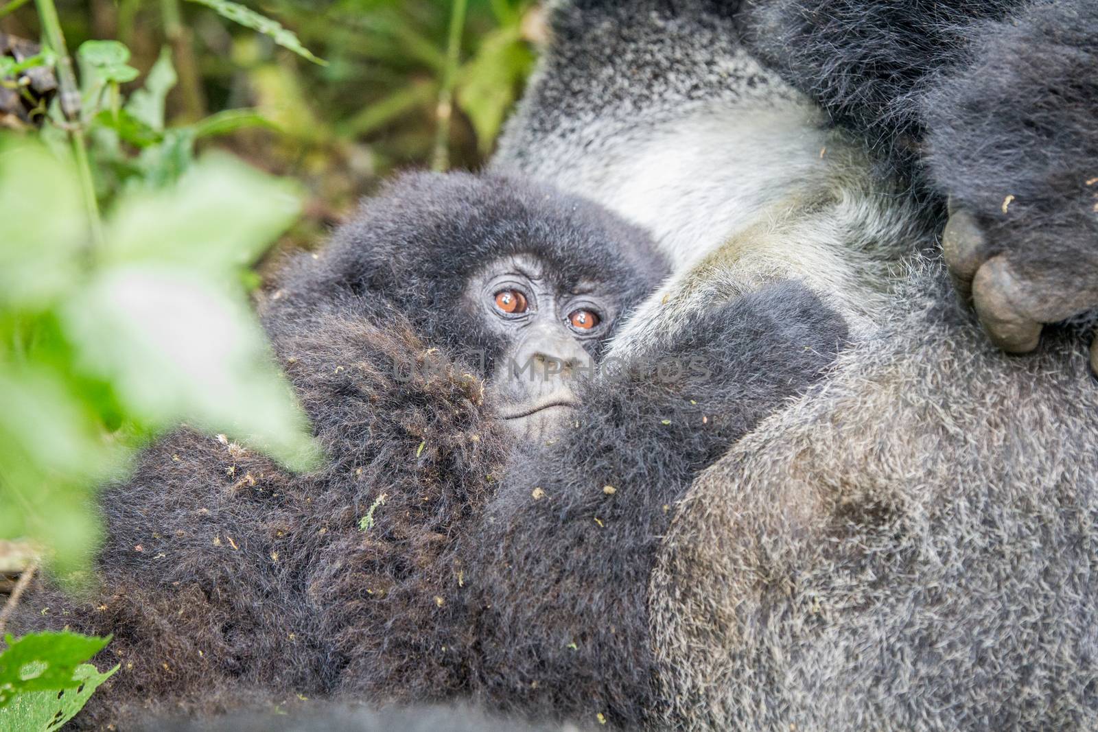 Baby Mountain gorilla in the Virunga National Park, Democratic Republic Of Congo.